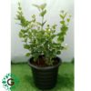 Jasmine Motia Small ياسمين موتيا