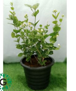 Jasmine Motia Small ياسمين موتيا