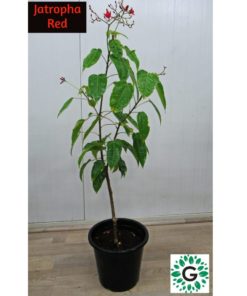 Jatropha Red 80cm