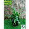 Pandanus plant