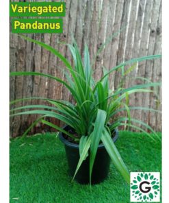 Pandanus plant