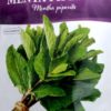 Peppermint Seeds