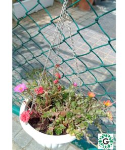 Purtulaca Creeper Hanging