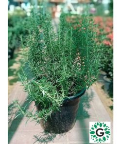 Rosemary 60cm