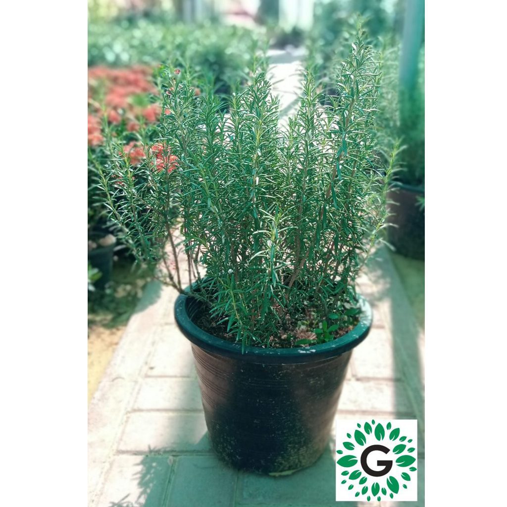 Buy Potting Soil for Plants, Potting Soil Dubai, Indoor Potting Soil