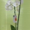 Phalaenopsis Orchid White