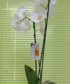 Phalaenopsis Orchid White
