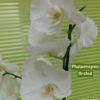 Phalaenopsis Orchid White