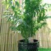 Chamaedorea Palm