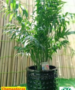 Chamaedorea Palm