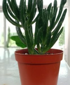 Crassula ovata