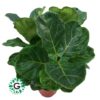 Ficus Lyrata | Fiddle-leaf fig 3pp 80cm