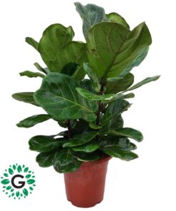 Ficus Lyrata | Fiddle-leaf fig 3pp 80cm