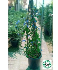 Jacquemontia Creeper