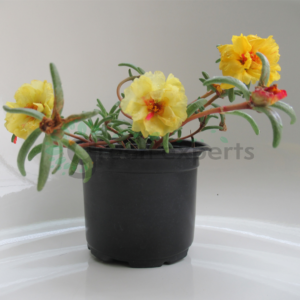 moss-rose-yellow-R-300x300