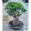 Ficus Bonsai / Ficus Retusa