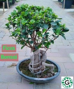 Ficus Bonsai / Ficus Retusa