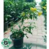 Tecoma Stans 80cm تيكوما ستانس