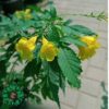 Tecoma Stans 80cm تيكوما ستانس
