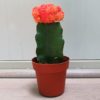 Gymnocalycium mihanovichii