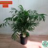 Chamaedorea Palm