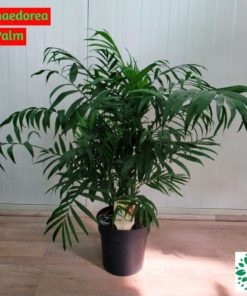 Chamaedorea Palm