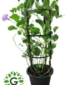Ipomoea Pes-Caprae 80cm