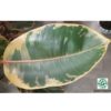 Rubber plant Verigated 150cm