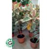 Rubber plant Verigated 150cm