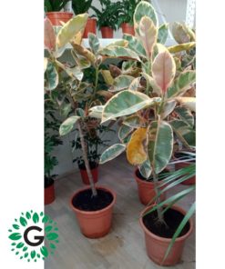 Rubber plant Verigated 150cm