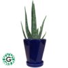 Aloevera Zabrina