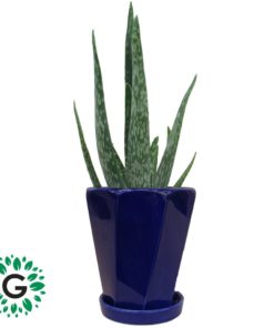 Aloevera Zabrina