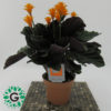 Calathea Crocata 40cm