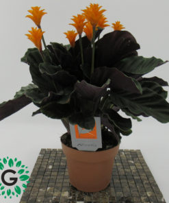 Calathea Crocata 40cm