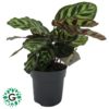Calathea Makoyana P12