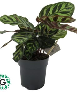 Calathea Makoyana P12
