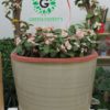 Portulacaria