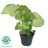 Syngonium podophyllum