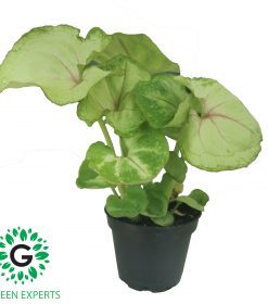 Syngonium podophyllum