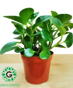 Pepromia Obtusifolia