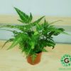 Nephrolepis exaltata,