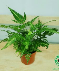 Nephrolepis exaltata,