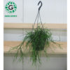 Rhipsalis Hanging 40cm