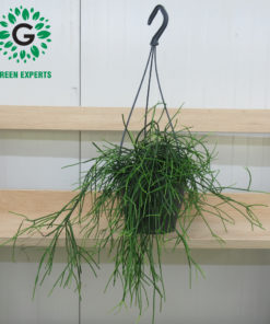 Rhipsalis Hanging 40cm