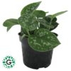 Scindapsus Pictus P12