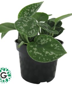 Scindapsus Pictus P12