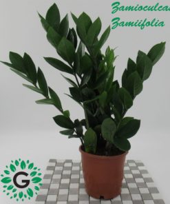 Zamioculcas zamiifolia, Zanzibar Gem 30cm
