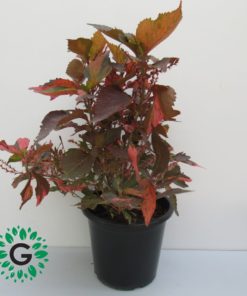 Acalypha Wilkesiana 40cm