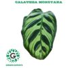Calathea Mokoyana