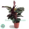 Calathea